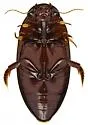 Matus relictus - photo 3
