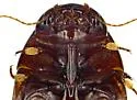 Matus relictus - photo 4