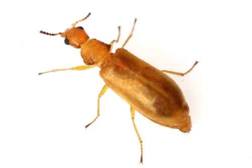 Mauroniscidae - photo 2