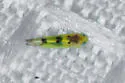 Mcateeana sexnotata - Mcateeana sexnotata