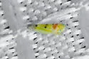 Mcateeana sexnotata - photo 4