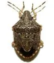 Mcphersonarcys aequalis