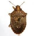 Mcphersonarcys aequalis - photo 2