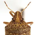 Mcphersonarcys aequalis - photo 3
