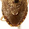 Mcphersonarcys aequalis - photo 4
