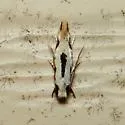 Two-spotted Mea - Hodges#0305