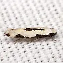 Two-spotted Mea - Hodges#0305 - photo 3