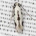 Two-spotted Mea - Hodges#0305 - photo 4