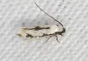 Two-spotted Mea - Hodges#0305 - photo 5