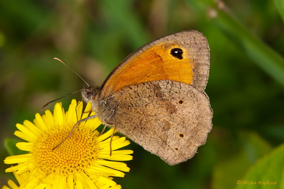 Meadow Brown - photo 3