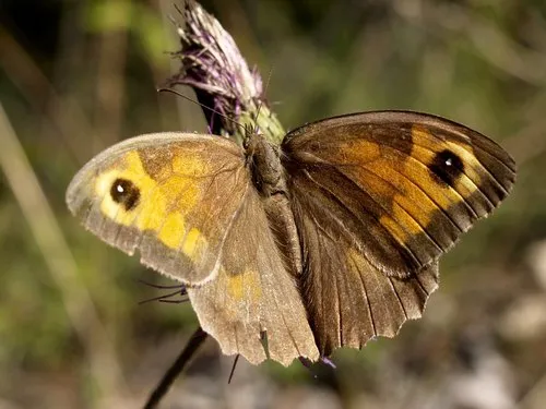 Meadow Brown - photo 5