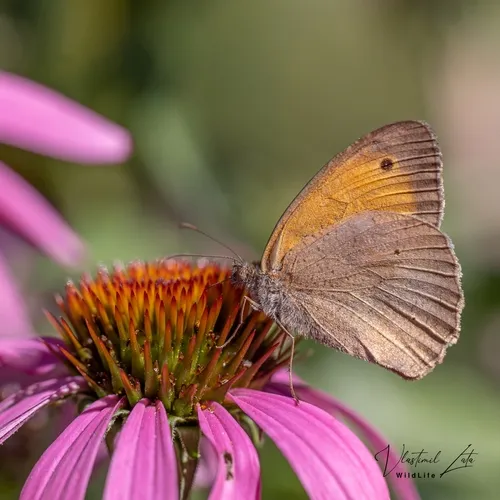 Meadow Brown - photo 7
