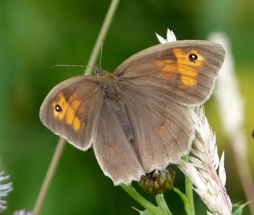 Meadow Brown - photo 8