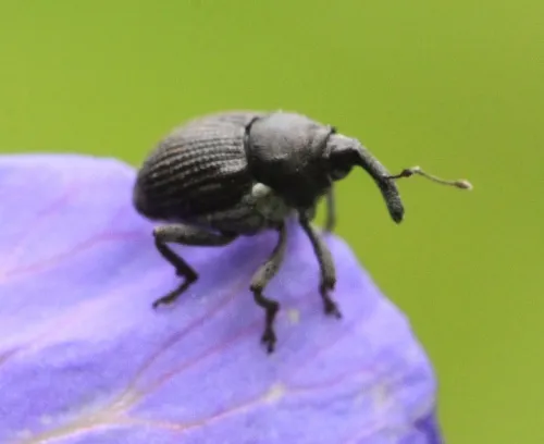 Meadow Cranesbill Weevil - photo 2