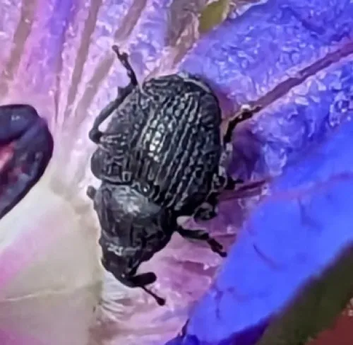Meadow Cranesbill Weevil - photo 3