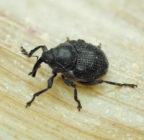 Meadow Cranesbill Weevil - photo 4