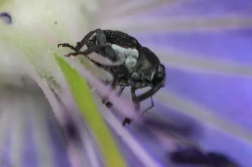 Meadow Cranesbill Weevil - photo 5