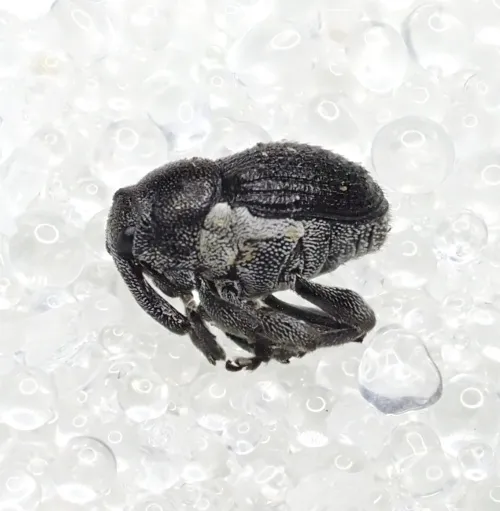 Meadow Cranesbill Weevil - photo 6