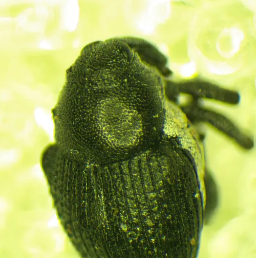 Meadow Cranesbill Weevil - photo 7