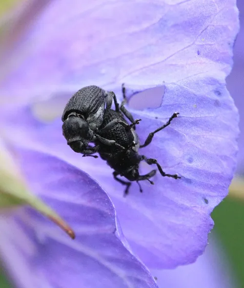 Meadow Cranesbill Weevil - photo 8