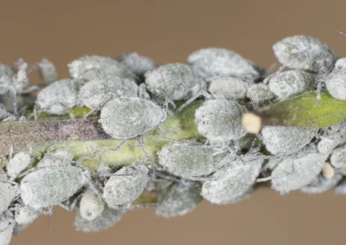 Mealy Cabbage Aphid - Brevicoryne brassicae