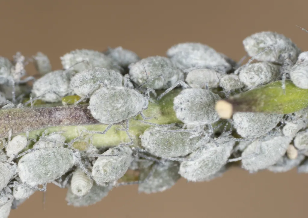 Mealy Cabbage Aphid - photo 2