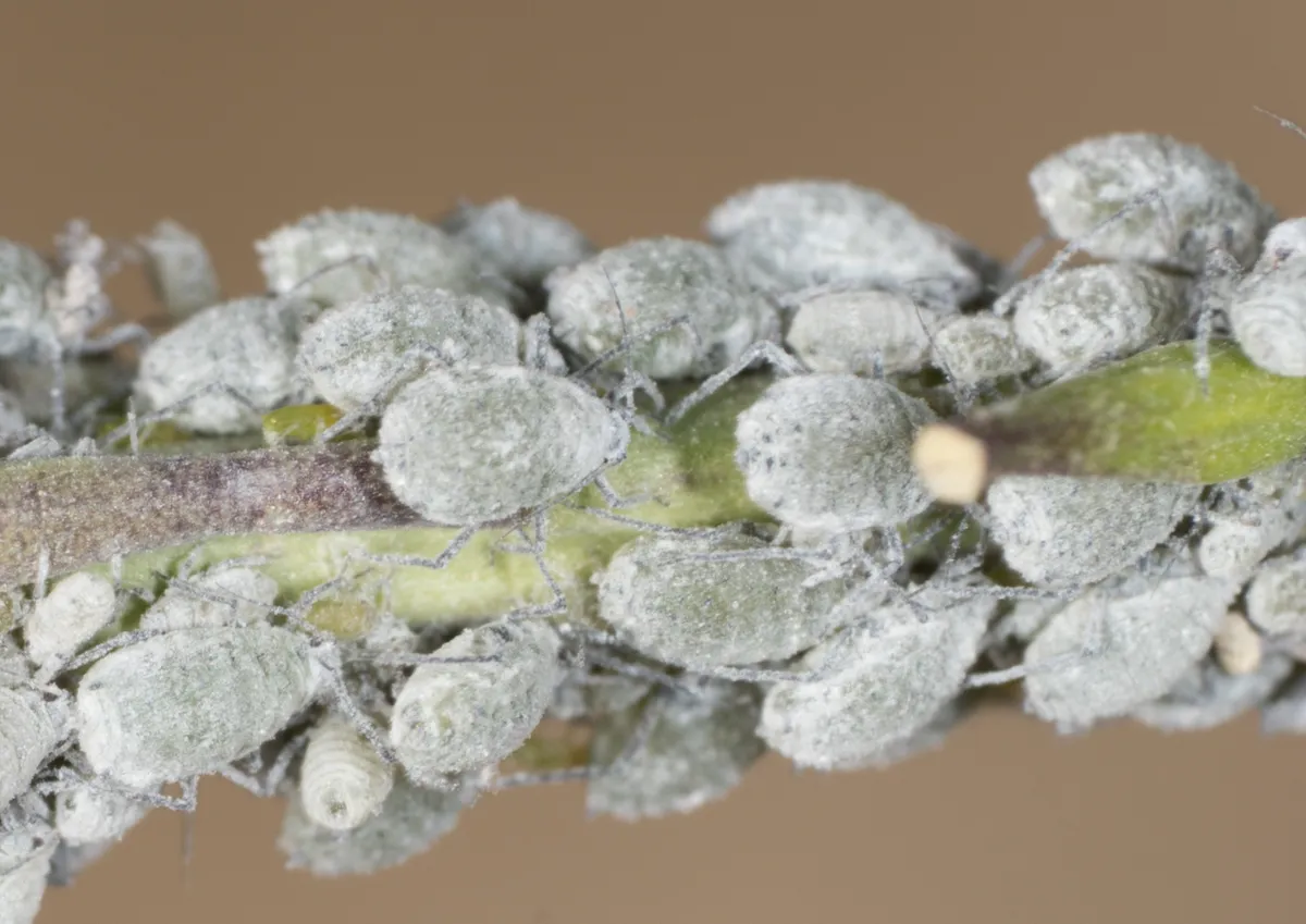 Mealy Cabbage Aphid - photo 3