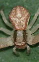 Northern Crab Spider
