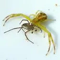 Northern Crab Spider - photo 2
