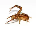 Northern Crab Spider - photo 3