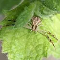 Northern Crab Spider - photo 4