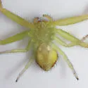 Northern Crab Spider - photo 5