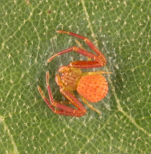 northeastern flower crab spider