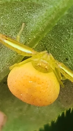 northeastern flower crab spider - photo 2