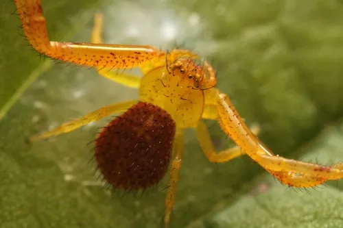 northeastern flower crab spider - photo 3