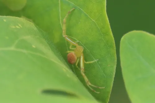 northeastern flower crab spider - photo 4