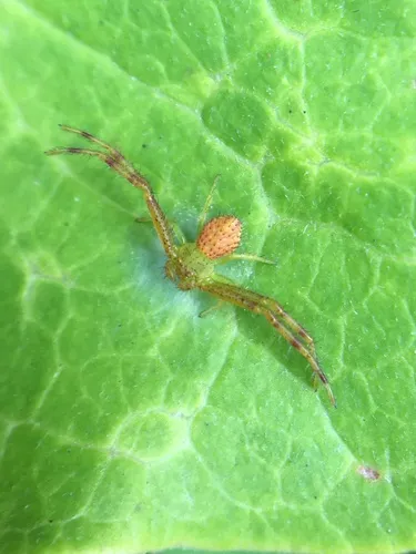 northeastern flower crab spider - photo 5