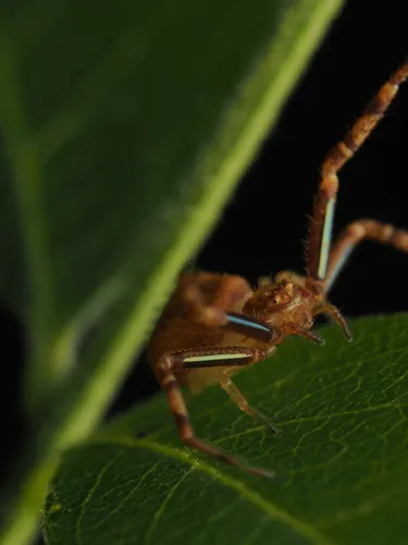 northeastern flower crab spider - photo 6