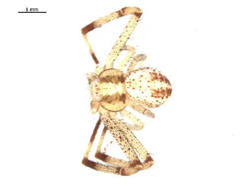 northeastern flower crab spider - photo 7
