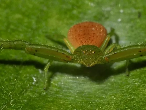 northeastern flower crab spider - photo 8