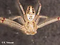 Swift Crab Spider