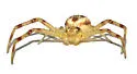 Swift Crab Spider - photo 2