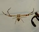 Swift Crab Spider - photo 3