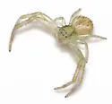 Swift Crab Spider - photo 4