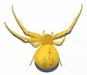 Swift Crab Spider - photo 5