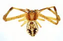 Mecaphesa coloradensis