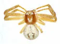 Mecaphesa coloradensis - photo 2