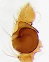 Mecaphesa coloradensis - photo 3