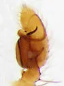 Mecaphesa coloradensis - photo 4