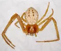 Mecaphesa deserti